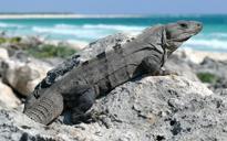 iguana-black-spiny-tailed-reptile-631492.jpg