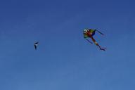 dragon-kite-flying-kites-rise-sky-1047163.jpg