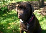 labrador-retriever-chocolate-dog-580596.jpg