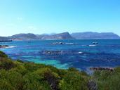 seaweed-tropical-sea-beach-water-214203.jpg