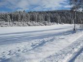 forest-winter-snow-645168.jpg