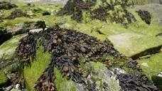 seaweed-algae-tang-brown-ocean-426521.jpg