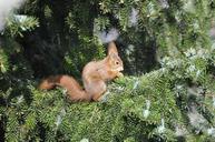 squirrel-nager-fir-302207.jpg