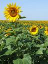 sunflowers-france-field-yellow-714254.jpg