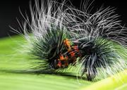 caterpillar-nimble-caterpillar-399177.jpg