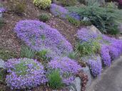 spring-garden-blue-pillow-107031.jpg