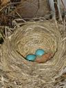 robin-eggs-nest-bird-egg-robin-208452.jpg