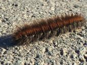 caterpillar-animal-hairy-close-1002130.jpg