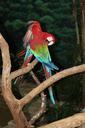 parrots-bird-feathered-race-beak-886369.jpg