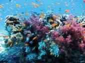 underwater-sea-fish-coral-nature-123282.jpg