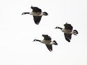 geese-birds-birds-flying-waterfowl-258748.jpg