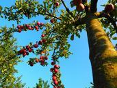 apple-tree-tribe-log-orchard-apple-694015.jpg