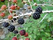 blackberries-red-fruits-collection-263313.jpg