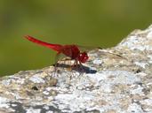 red-dragonfly-raft-dragonfly-1529926.jpg