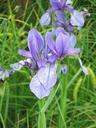 lily-purple-flower-plant-nature-662591.jpg