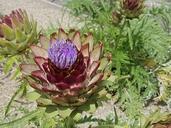 artichoke-flower-flowerhead-1638605.jpg