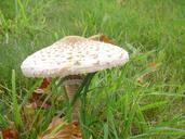 fungus-prairie-nature-knight-329180.jpg