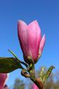 magnolia-blossom-magnolia-flowers-331481.jpg