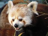 panda-red-zoo-animals-head-1017577.jpg