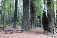 Williams Grove - Humboldt Redwoods State Park - DSC02391.JPG