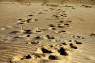 footprints-sand-walk-beach-foot-1075132.jpg