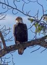 bald-eagle-big-bird-raptor-332227.jpg