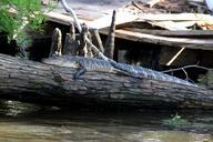 alligator-swamp-bayou-animal-169127.jpg