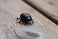 beetle-insect-black-crawl-wood-232378.jpg