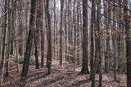 forest-trees-autumn-forest-652793.jpg