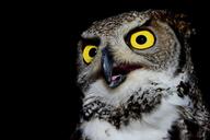 owl-volatile-raptor-beak-feathers-1668274.jpg