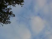 flock-of-birds-zuv%C3%B6gel-birds-sky-578177.jpg