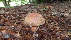 fungus-wood-plants-fall-forest-1176742.jpg