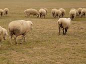 flock-of-sheep-sheep-flock-49663.jpg