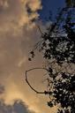 sky-clouds-sunset-tree-evening-456164.jpg