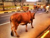 cow-cattle-livestock-road-street-509477.jpg