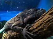 iguana-reptile-wildlife-nature-326067.jpg