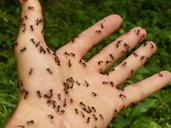 ants-wood-ants-hand-risk-disgust-4239.jpg