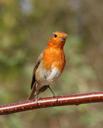 robin-garden-bird-bird-garden-1265585.jpg