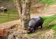 animals-hippo-pygmy-water-nature-740558.jpg