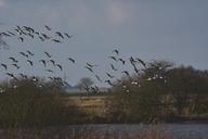 flock-of-birds-geese-migratory-birds-645793.jpg