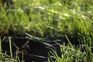 spider-webs-grass-ground-green-615711.jpg