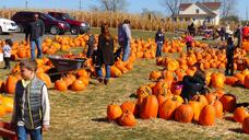 pumpkin-pumpkin-patch-people-995416.jpg