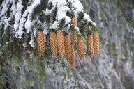 cones-spruce-snowy-branch-1261799.jpg