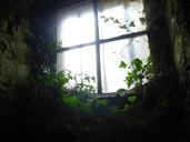 window-back-light-ivy-decay-pass-662294.jpg