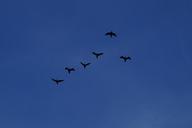 geese-formation-wild-geese-900608.jpg