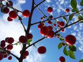 cherries-sky-summer-nature-714526.jpg