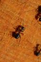 ant-detail-wood-nature-animal-1269515.jpg