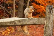 squirrel-tail-bushy-tail-forest-316426.jpg