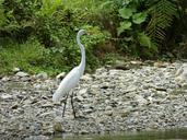 heron-bird-water-river-scree-288537.jpg