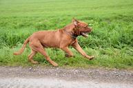 bordeaux-run-running-dog-animal-164478.jpg